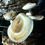 Mushrooms at New Urban Farm