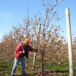 Jon Clements, UMass Extension on pruning apple trees
