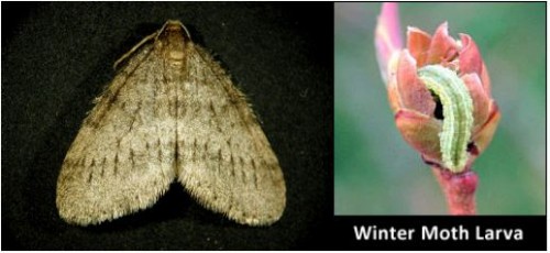 Winter Moth & Larvea