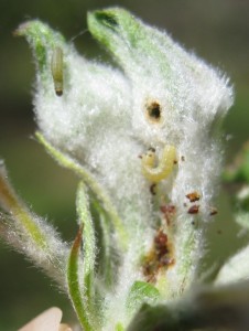 frass & larvae in apple blossom