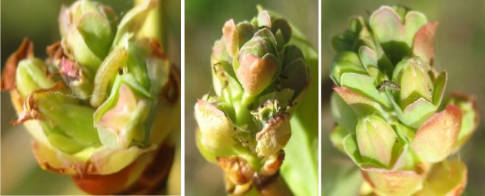 Blueberry plants with frass, dead caterpillars and a dead caterpillar. You may need to tease open buds a little to look inside to see frass or caterpillars.