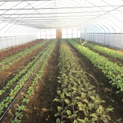Interior of greenhouse with rows winter greens